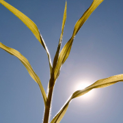 heat-hot-plant-stockpack-pixabay.jpg heat, hot, plant