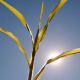 heat-hot-plant-stockpack-pixabay.jpg heat, hot, plant