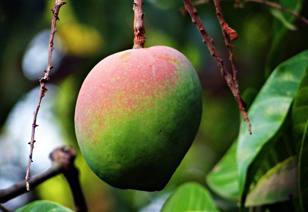 mango, mangifera indica, about ripe