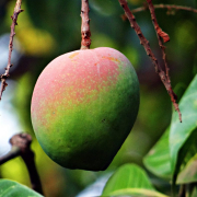 mango-mangifera-indica-about-ripe-stockpack-pixabay.jpg mango, mangifera indica, about ripe