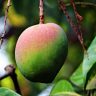 mango, mangifera indica, about ripe