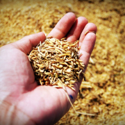 rice, hand, harvest