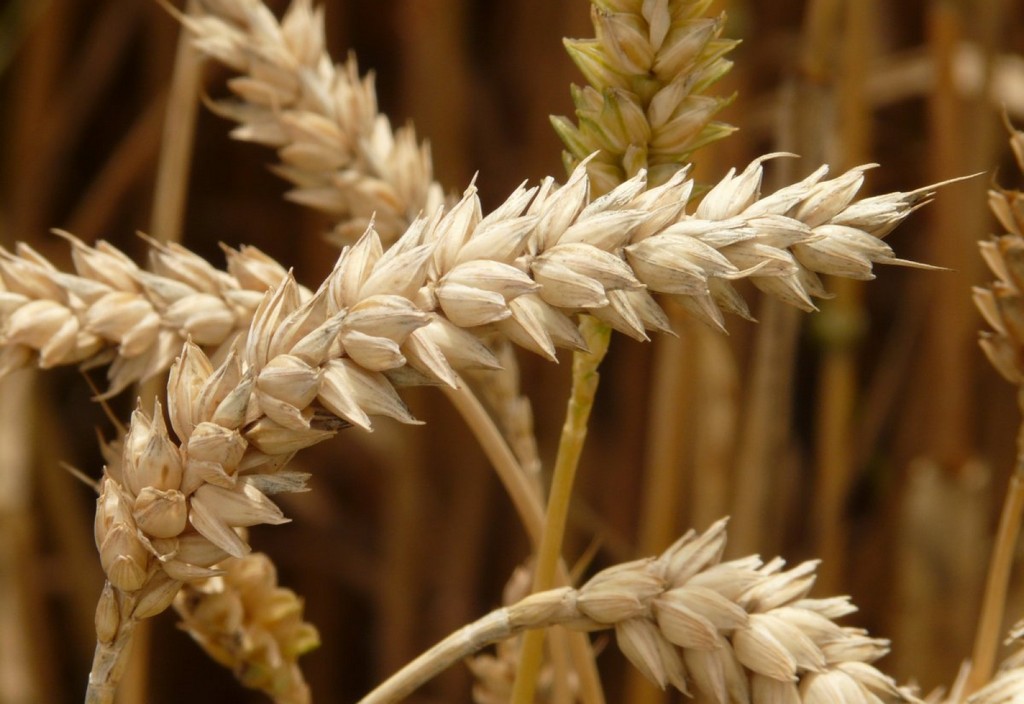 spike, wheat, cereals