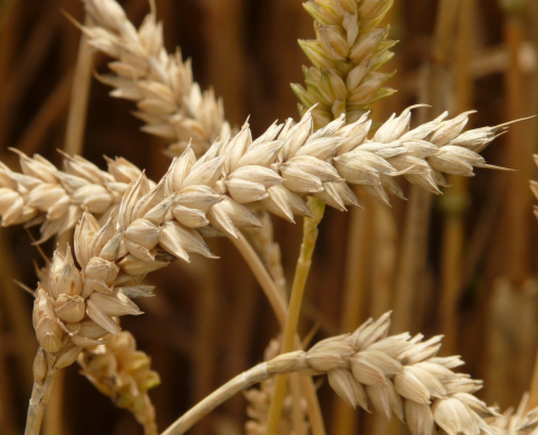 spike, wheat, cereals