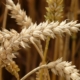 spike-wheat-cereals-stockpack-pixabay.jpg spike, wheat, cereals
