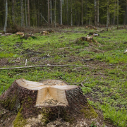 stump-trunk-cut-down-a-tree-stockpack-pixabay.jpg stump, trunk, cut down a tree
