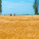 ukraine-the-science-selection-stockpack-pixabay.jpg ukraine, the science, selection