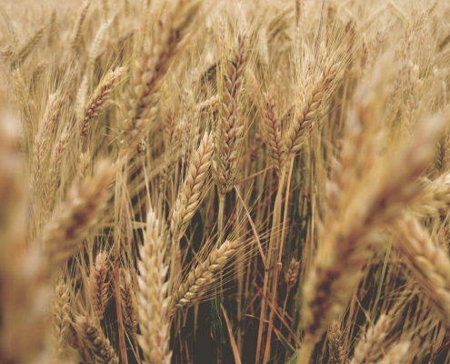 wheat-field-stockpack-pexels.jpg Wheat field