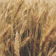 Wheat field