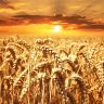 wheat, field, sunset