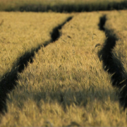 wheat-field-track-stockpack-pixabay.jpg wheat, field, track