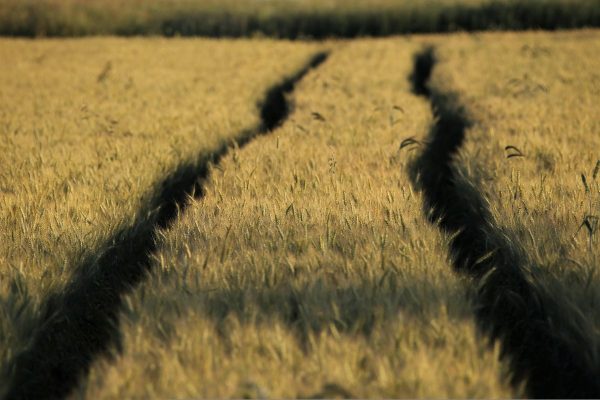 wheat, field, track