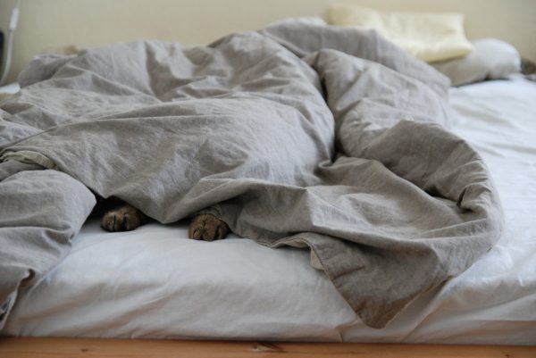 bed, comforter, cat's paw