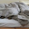 bed, comforter, cat's paw