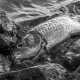 carp-cyprinus-carpio-dead-stockpack-pixabay.jpg carp, cyprinus carpio, dead