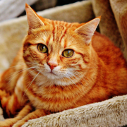 cat, tabby, feline