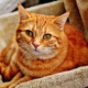cat-tabby-feline-stockpack-pixabay.jpg cat, tabby, feline
