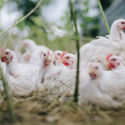 chickens-birds-poultry-stockpack-pixabay.jpg chickens, birds, poultry