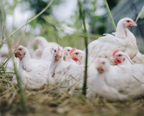 chickens-birds-poultry-stockpack-pixabay.jpg chickens, birds, poultry
