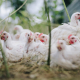 chickens, birds, poultry