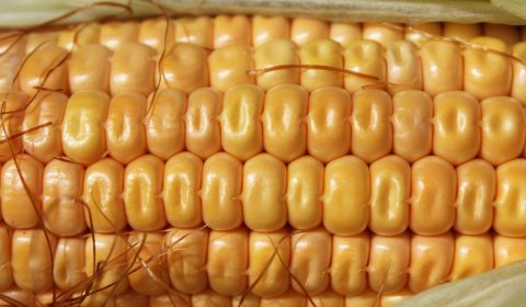 corn, pattern, agriculture