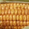 corn, pattern, agriculture