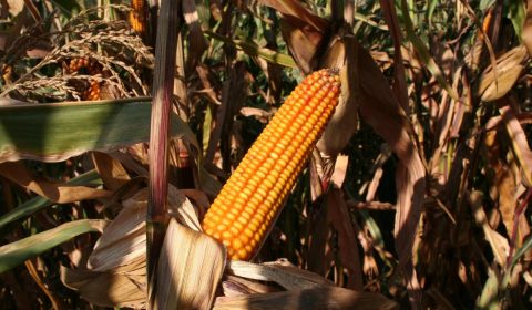 cornfield, corn, agriculture