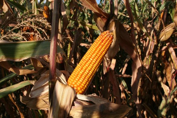 cornfield, corn, agriculture