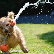 dog, garden, terrier