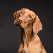 dog-pet-canine-stockpack-pixabay.jpg dog, pet, canine