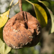 fruit-pear-rotten-stockpack-pixabay.jpg fruit, pear, rotten