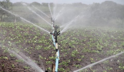 irrigation, agriculture, sprinkle