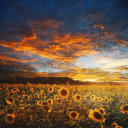 sunflower-field-landscape-scene-stockpack-pixabay.jpg sunflower field, landscape, scene