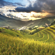 vietnam-rice-field-stockpack-pixabay.jpg vietnam, rice, field