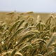 wheat-field-grass-stockpack-pixabay.jpg wheat, field, grass