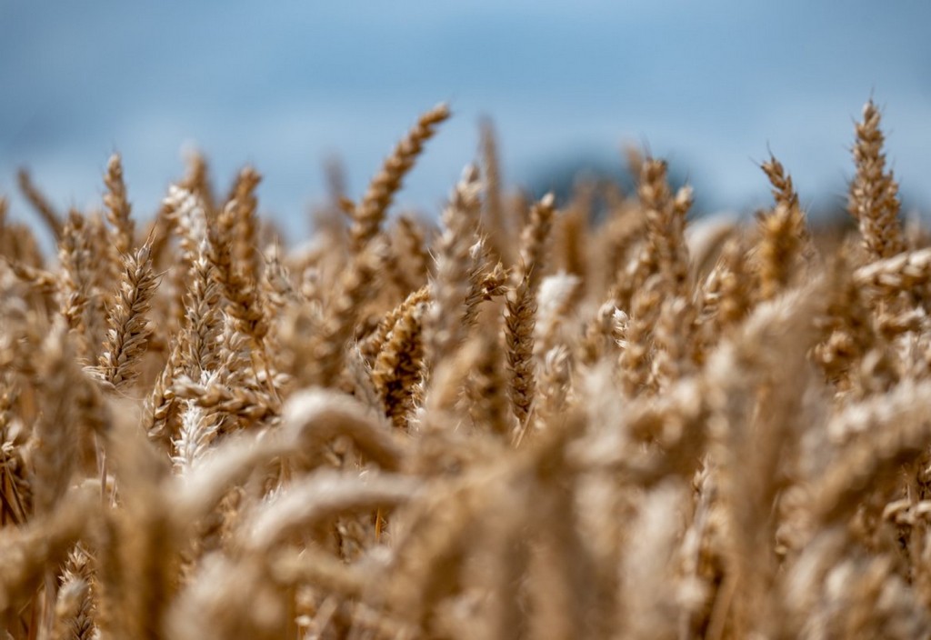 wheat-field-wheat-field-stockpack-pixabay.jpg wheat, field, wheat field
