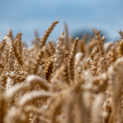 wheat-field-wheat-field-stockpack-pixabay.jpg wheat, field, wheat field