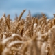 wheat-field-wheat-field-stockpack-pixabay.jpg wheat, field, wheat field