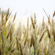 wheat-field-wheat-field-stockpack-pixabay.jpg wheat, field, wheat field