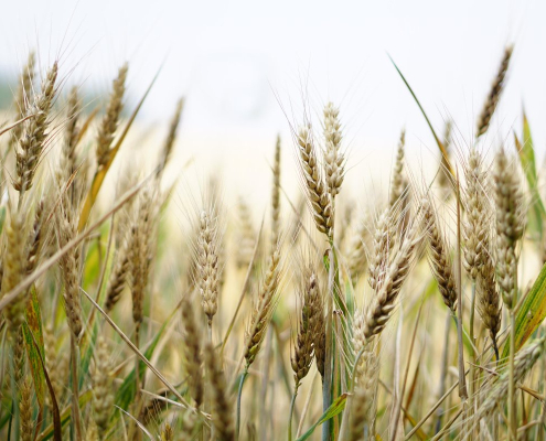 wheat-field-wheat-field-stockpack-pixabay.jpg wheat, field, wheat field
