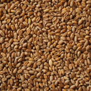 hd wallpaper, wheat, grain