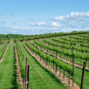 winery-vineyard-wine-stockpack-pixabay.jpg winery, vineyard, wine