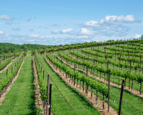 winery, vineyard, wine