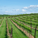 winery, vineyard, wine