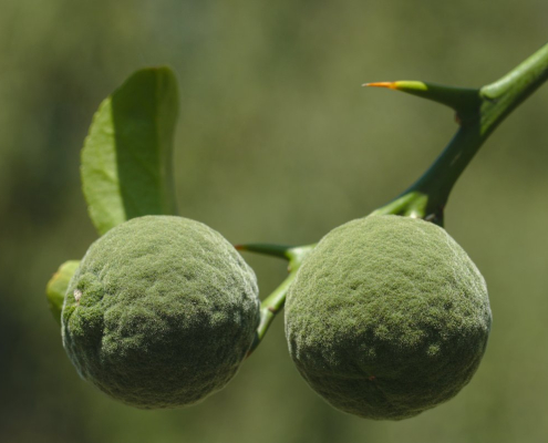 yuzu-citrus-fruit-fruit-stockpack-pixabay.jpg yuzu, citrus fruit, fruit