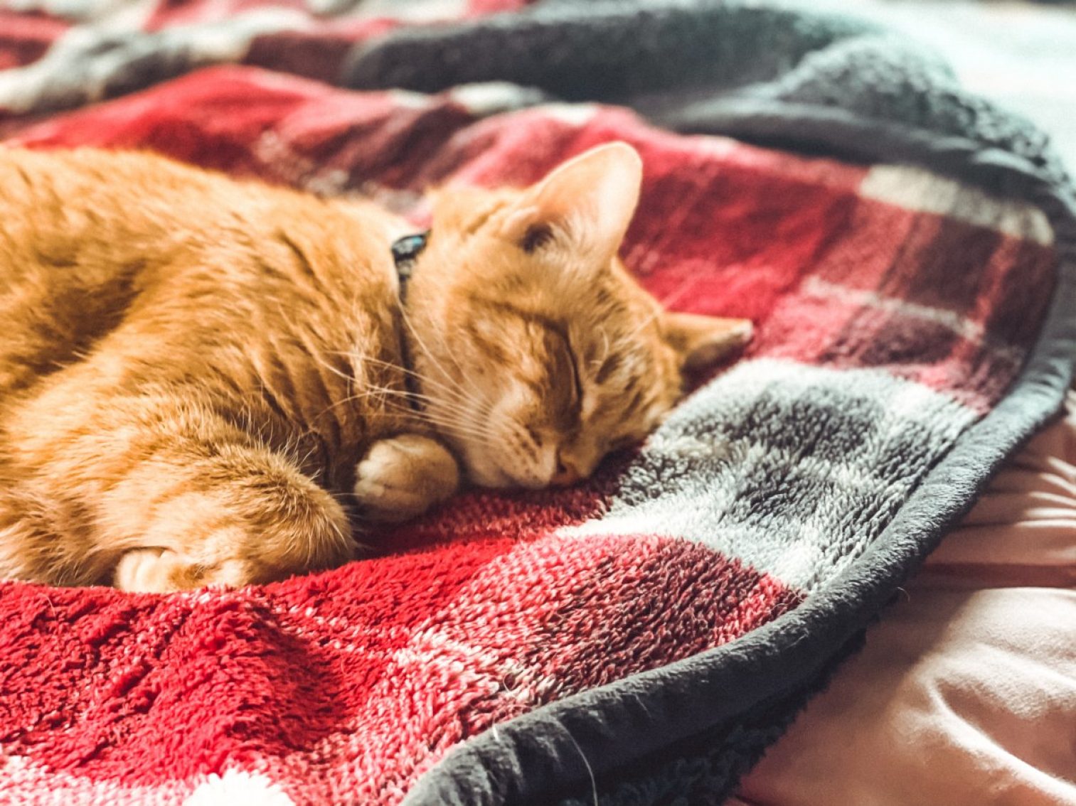 A sleeping, orange tabby cat