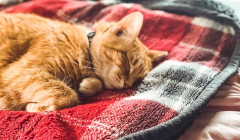 A sleeping, orange tabby cat