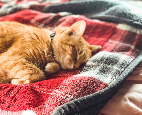 a-sleeping-orange-tabby-cat-stockpack-unsplash.jpg A sleeping, orange tabby cat