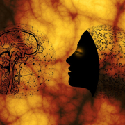 brain-biology-anatomy-stockpack-pixabay.jpg brain, biology, anatomy