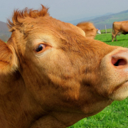 brown-cow-mammal-stockpack-pixabay.jpg brown, cow, mammal